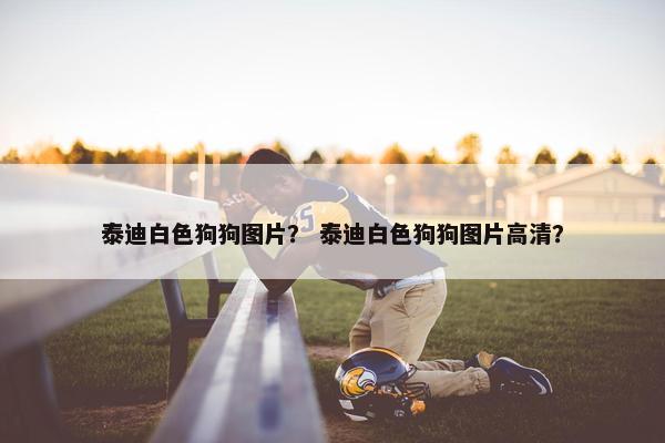 泰迪白色狗狗图片？ 泰迪白色狗狗图片高清？