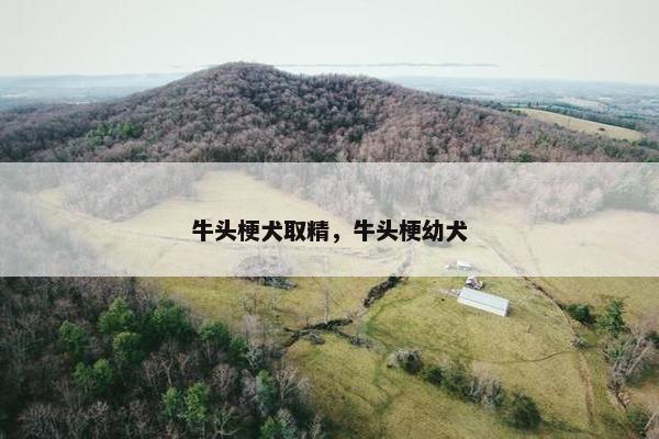 牛头梗犬取精,牛头梗幼犬
