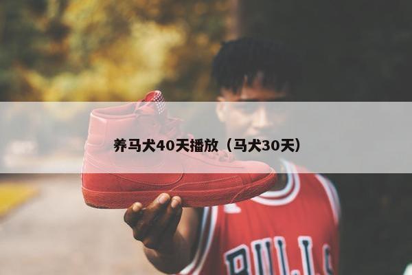 养马犬40天播放（马犬30天）