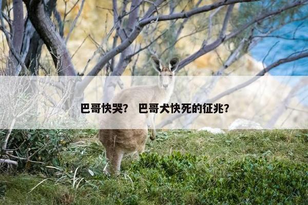 巴哥快哭？ 巴哥犬快死的征兆？