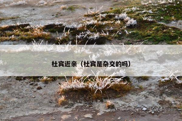 杜宾近亲（杜宾是杂交的吗）