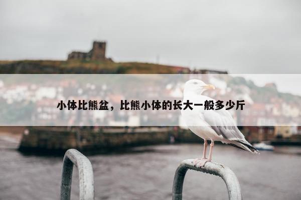 小体比熊盆，比熊小体的长大一般多少斤