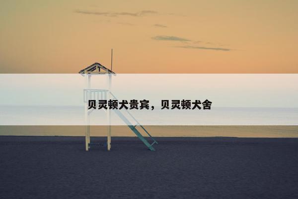 贝灵顿犬贵宾，贝灵顿犬舍