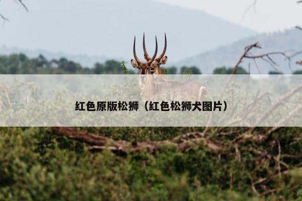 红色原版松狮(红色松狮犬图片)