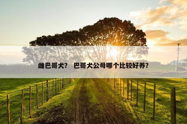 雌巴哥犬？ 巴哥犬公母哪个比较好养？