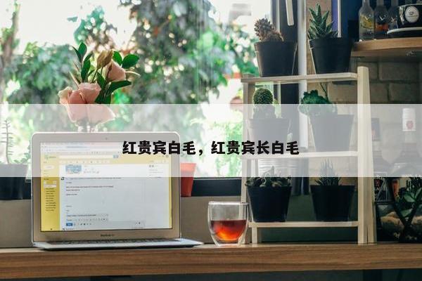 红贵宾白毛,红贵宾长白毛
