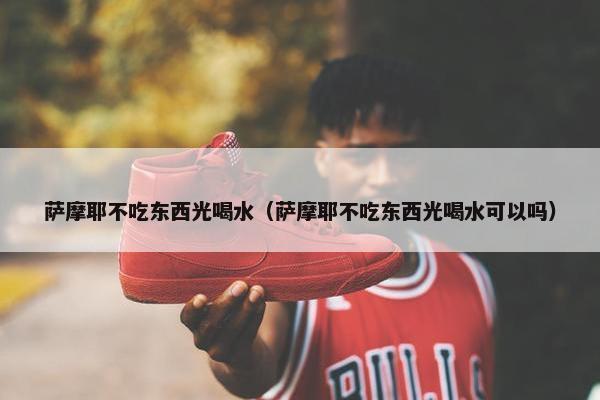 萨摩耶不吃东西光喝水（萨摩耶不吃东西光喝水可以吗）