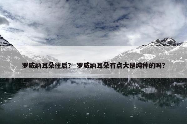 罗威纳耳朵往后？ 罗威纳耳朵有点大是纯种的吗？