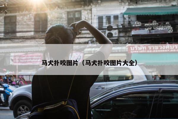 马犬扑咬图片（马犬扑咬图片大全）