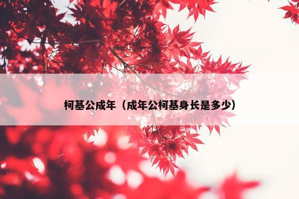 柯基公成年（成年公柯基身长是多少）