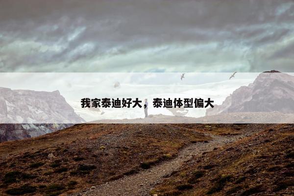 我家泰迪好大,泰迪体型偏大
