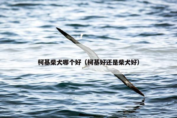 柯基柴犬哪个好（柯基好还是柴犬好）