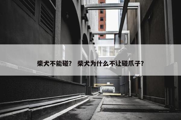 柴犬不能碰？ 柴犬为什么不让碰爪子？
