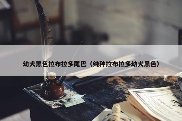 幼犬黑色拉布拉多尾巴(纯种拉布拉多幼犬黑色)