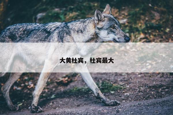 大黄杜宾，杜宾最大