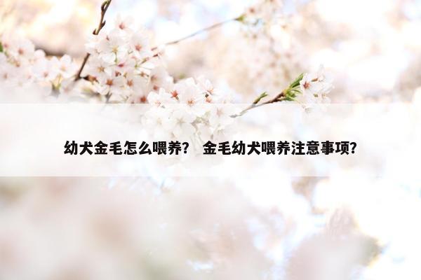 幼犬金毛怎么喂养？ 金毛幼犬喂养注意事项？