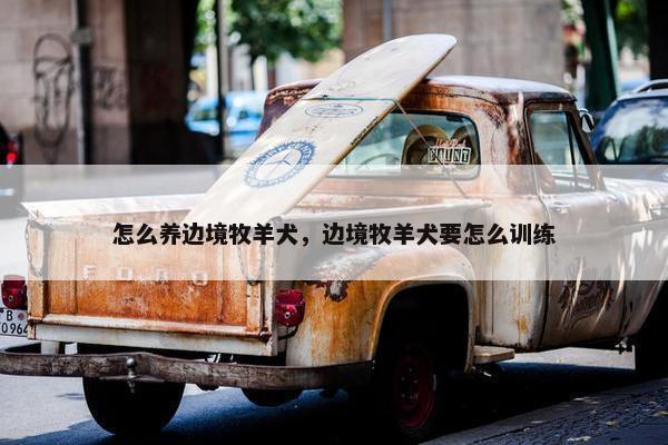 怎么养边境牧羊犬，边境牧羊犬要怎么训练