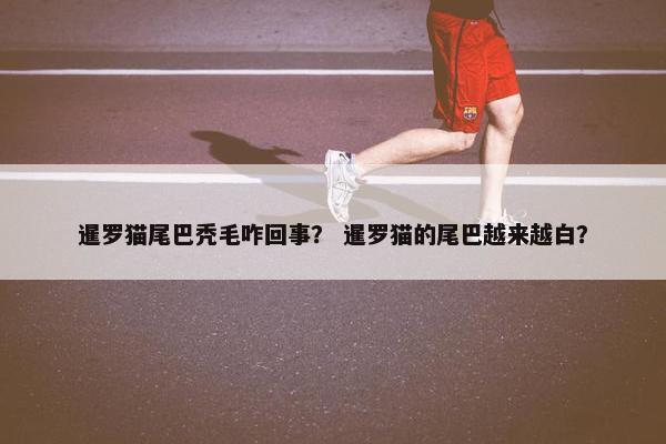 暹罗猫尾巴秃毛咋回事？ 暹罗猫的尾巴越来越白？