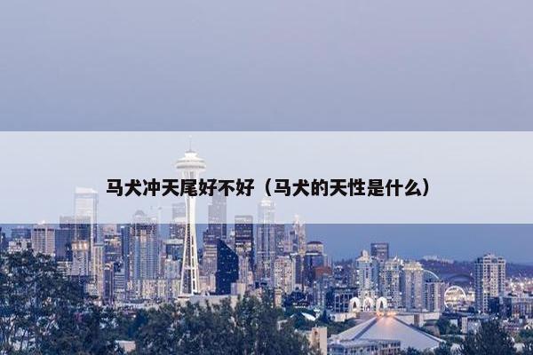 马犬冲天尾好不好(马犬的天性是什么)