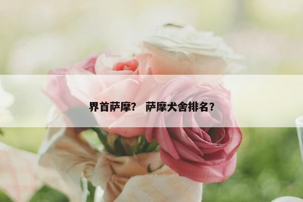 界首萨摩？ 萨摩犬舍排名？