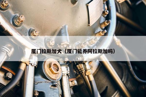 厦门拉斯加犬(厦门能养阿拉斯加吗)
