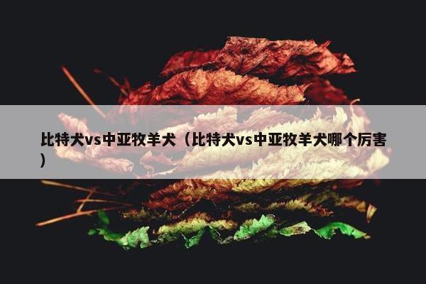 比特犬vs中亚牧羊犬（比特犬vs中亚牧羊犬哪个厉害）