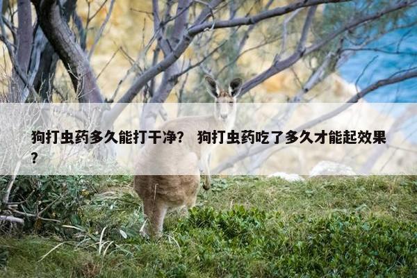 狗打虫药多久能打干净？ 狗打虫药吃了多久才能起效果？