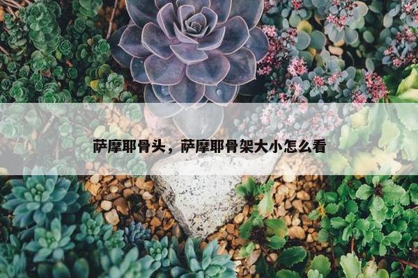 萨摩耶骨头，萨摩耶骨架大小怎么看