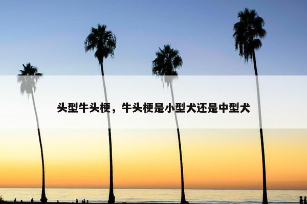 头型牛头梗，牛头梗是小型犬还是中型犬