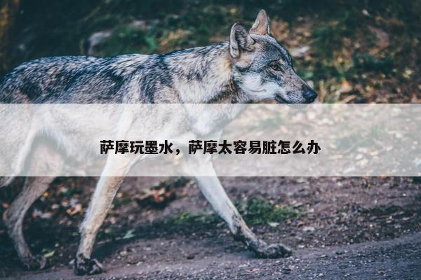 萨摩玩墨水，萨摩太容易脏怎么办