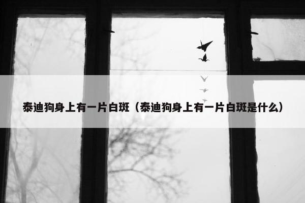 泰迪狗身上有一片白斑（泰迪狗身上有一片白斑是什么）