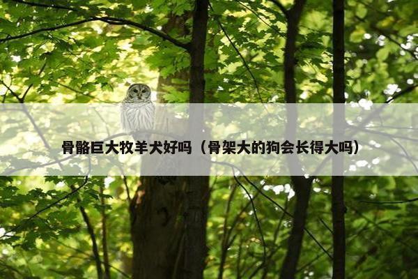 骨骼巨大牧羊犬好吗（骨架大的狗会长得大吗）