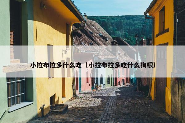 小拉布拉多什么吃(小拉布拉多吃什么狗粮)