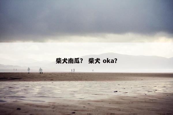 柴犬南瓜？ 柴犬 oka？