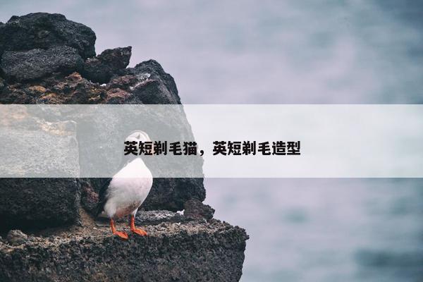 英短剃毛猫，英短剃毛造型