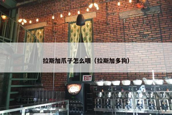 拉斯加爪子怎么喂（拉斯加多狗）