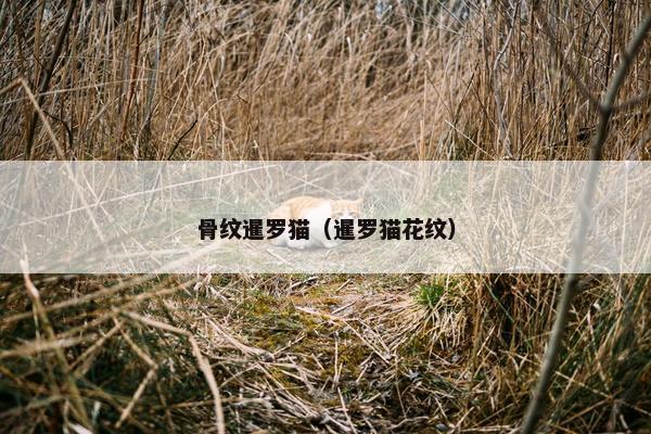 骨纹暹罗猫（暹罗猫花纹）