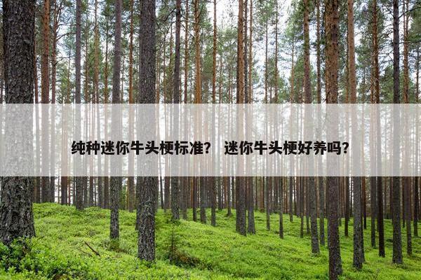 纯种迷你牛头梗标准？ 迷你牛头梗好养吗？