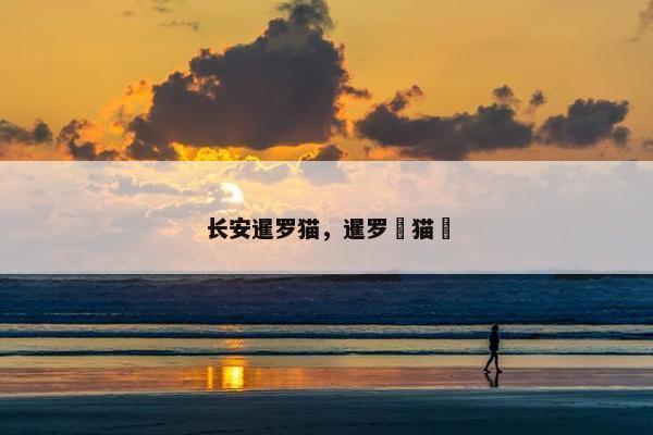 长安暹罗猫，暹罗猫
