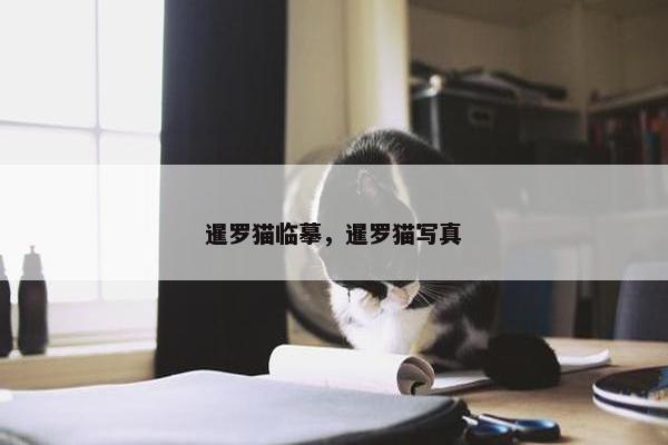 暹罗猫临摹，暹罗猫写真