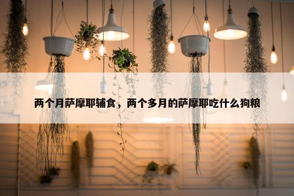 两个月萨摩耶辅食，两个多月的萨摩耶吃什么狗粮