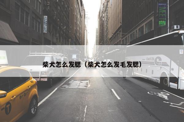 柴犬怎么发腮（柴犬怎么发毛发腮）