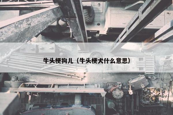 牛头梗狗儿（牛头梗犬什么意思）