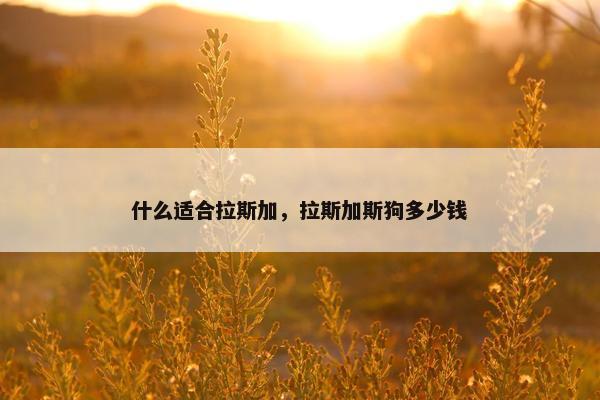 什么适合拉斯加，拉斯加斯狗多少钱