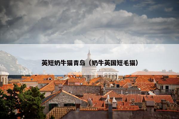 英短奶牛猫青岛（奶牛英国短毛猫）