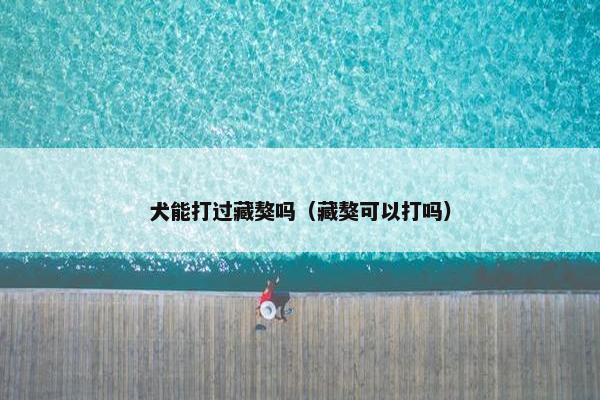 犬能打过藏獒吗(藏獒可以打吗)