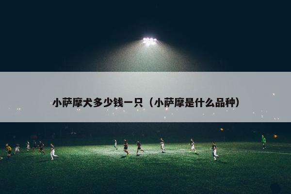 小萨摩犬多少钱一只（小萨摩是什么品种）