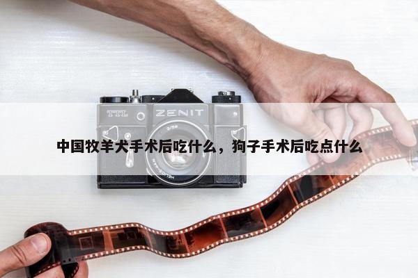 中国牧羊犬手术后吃什么，狗子手术后吃点什么
