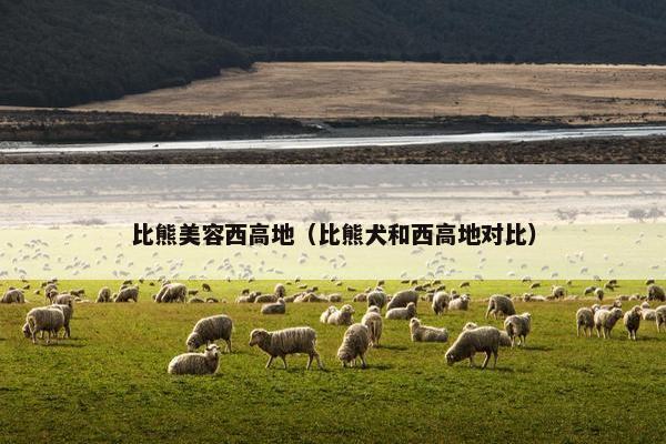 比熊美容西高地（比熊犬和西高地对比）