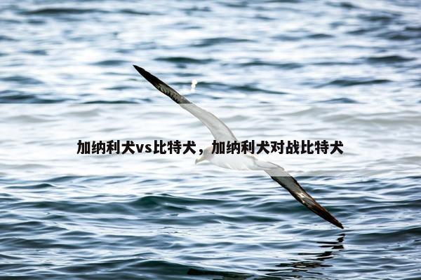 加纳利犬vs比特犬，加纳利犬对战比特犬